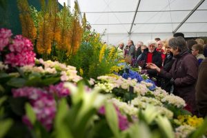 Cardiff Transport Flower Show