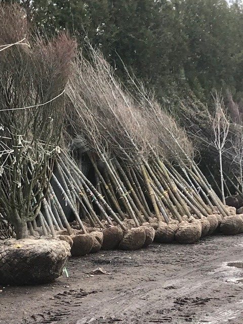 Tree plant Transport