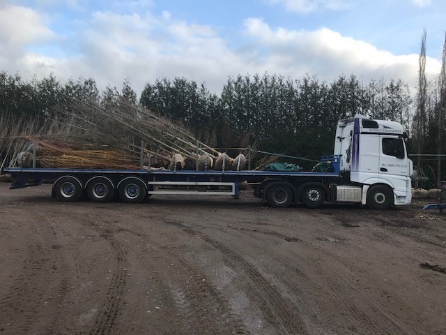 root-Trees-flatbed-haulage