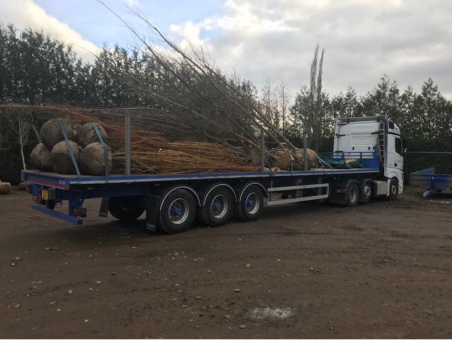 Transporting Trees to be planted