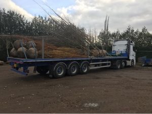 tree-root-haulage-sussex