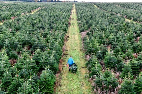 A field of Christmas Trees