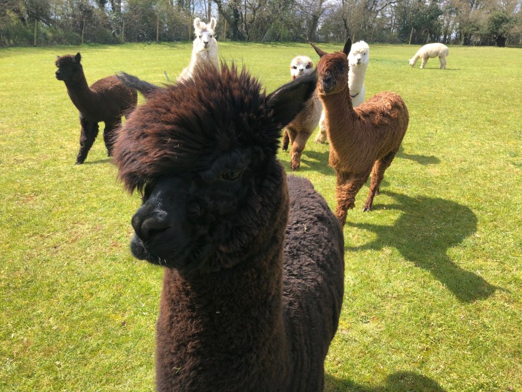 alpaca