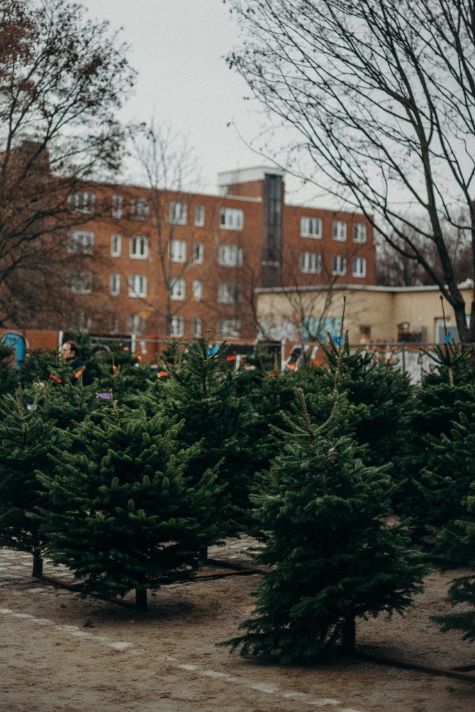 christmas trees for sale